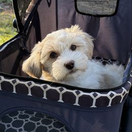 Dane - Cream male Havanese puppy in Semmes, Alabama from Hayden's Havanese