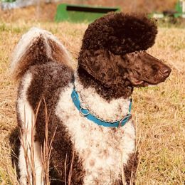 Aussiedoodles from Brandt Farms Aussiedoodles