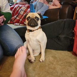 Dewayne - Pug