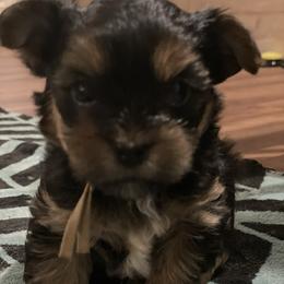 Yorkshire Terrier Puppies from Loyal Littles