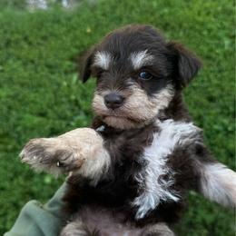 Girl 1 - Liver female Miniature Schnauzer puppy in West Point, Nebraska from Canyon Rose Schnauzers