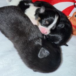 Shamrock - Tri-colored male Pomeranian puppy in Tucson, Arizona from Pomutopia