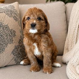 Picasso - Red male Bernedoodle puppy in Yuciapa, California from AlltheDoodlez_