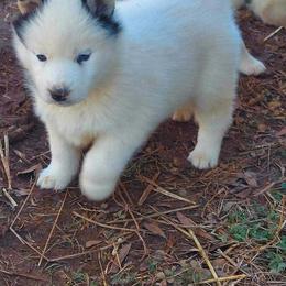 Siberian Husky Puppies from StormVale Siberian Huskies