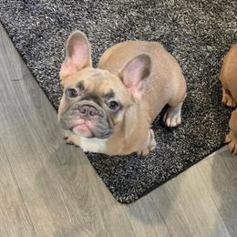 Pearl - Fawn and white female French Bulldog puppy in Washington from Pawcific Coast Bullies