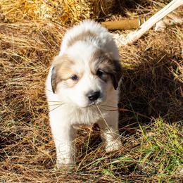 Great Pyrenees Puppies from Kathy Ann's Farm