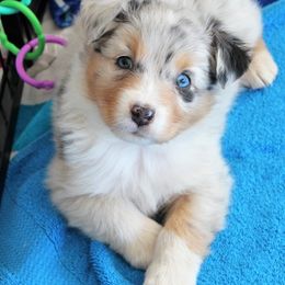 Australian Shepherd Puppies from 4t Aussies
