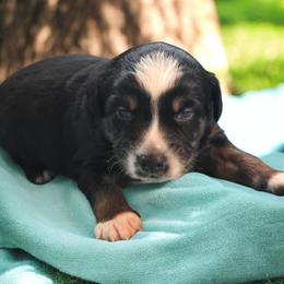 Truffle - Black tri male Miniature Australian Shepherd puppy in Boonville, New York from Amy & Dan's Awesome Aussies
