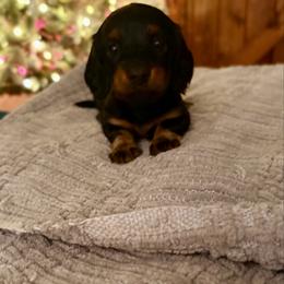 Swiss Roll - Black and tan male Dachshund puppy in Massies Mill, Virginia from Pigeon Hill Dachshunds