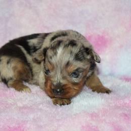 Remi - Blue merle female Miniature Australian Shepherd puppy in Paris, Texas from Kuttin’ Up Mini Aussies