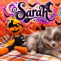 Sarah - Lavender female Pomeranian puppy in Sandia, Texas from Broken Arrow Poms