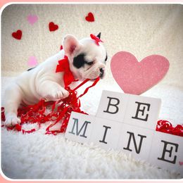 French Bulldog Puppies from Melanie Nicely