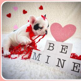 French Bulldog Puppies from Melanie Nicely
