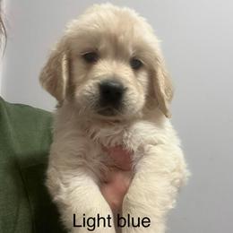 Light blue male - Golden male Golden Retriever puppy in Jesup, Georgia from Painted Platinum Retrievers (Painted Platinum Kennel) PPK