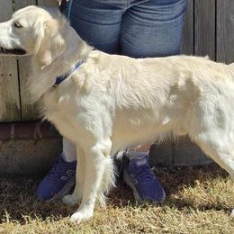Tundra - Golden Retriever