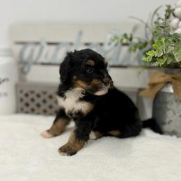Miss Root Beer - Tri-color female Bernedoodle puppy in Hegins, Pennsylvania from Bubbling Springs Doodles, LLC