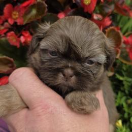 Liver tan points - Chocolate and tan male Shih Tzu puppy in Vinita, Oklahoma from Locust Creek Shih Tzu & Havanese