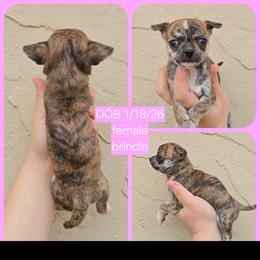 Brindle - Fawn brindled black female Chihuahua puppy in Vineland, New Jersey from Royal Companion's