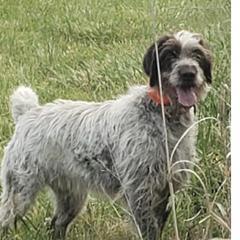 Cherokee - German Wirehaired Pointer