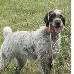 Cherokee - German Wirehaired Pointer
