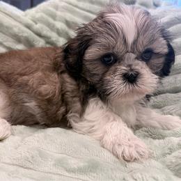 Rocco - Liver and white male Shih Tzu puppy in Frisco, Texas from My Royal Shih Tzu⚜️