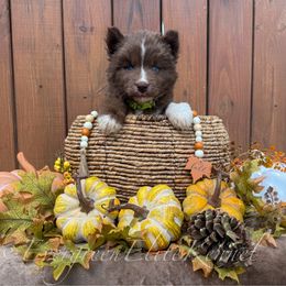 Slugworth - Red and white male Siberian Husky puppy in Tulsa, Oklahoma from EvergreenEliteKennel