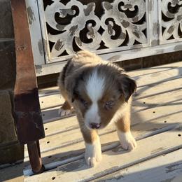 Quartz - Red merle Miniature Australian Shepherd puppy in Godley, Texas from Nana and Paws Aussies