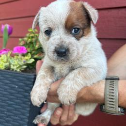 Willow - Red speckled female Australian Cattle Dog puppy in Lynd, Minnesota from Diamond Falls Cattle Dogs