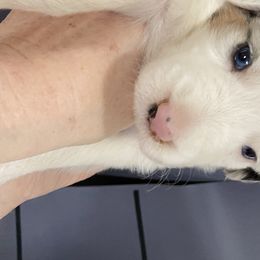 Boy 3 - Australian Shepherd puppy in Tulsa, Oklahoma from Lucky Penny Aussies and Lucky Penny Transport