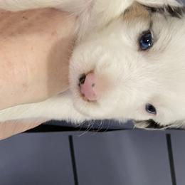 Boy 3 - Australian Shepherd puppy in Tulsa, Oklahoma from Lucky Penny Aussies and Lucky Penny Transport