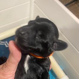 Franie ESA lines - Black female Schnoodle puppy in Temple, Texas from Schnauzers Of Taylor