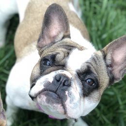 Bambi - French Bulldog