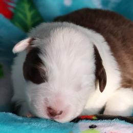 Julep - Red tri-color female Australian Shepherd puppy in Springville, New York from RisingStar Australian Shepherds