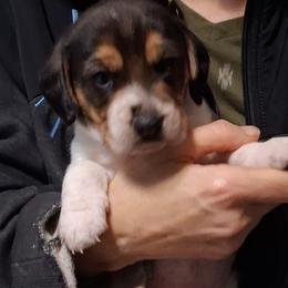 Milo - White black and tan male Beagle puppy in East Providence, Rhode Island from Amanda's Beagles