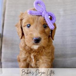 Truffle - Red  female Goldendoodle puppy in Comanche, Texas from Central Texas Doodles, LLC.