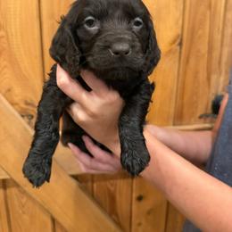 Purple - Chocolate female Boykin Spaniel puppy in Barney, Georgia from Price & Co.