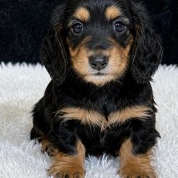 Black and tan girl - Black and tan female Dachshund puppy in Wahiawa, Hawaii from Versatile Ohana