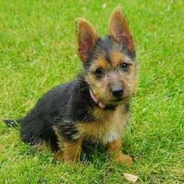 Australian Terriers from Redhawk Australian Terriers