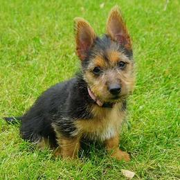 Australian Terriers from Redhawk Australian Terriers