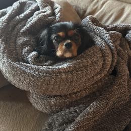 Cavalier King Charles Spaniel All Grown Up from Brattin Cavaliers