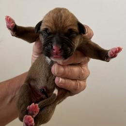 Mr Yellow - Fawn male Boxer puppy in Palm Coast, Florida from Starlight Boxer Corner