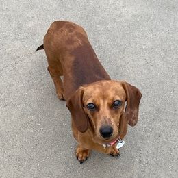 Harley - Dachshund