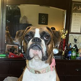 Boxer Puppies from Sand Creek Boxer Kennel
