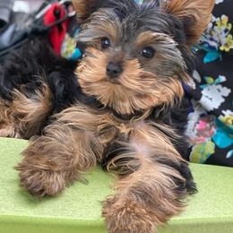 Yorkshire Terriers from Aspen Yorkies