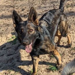 Cora - German Shepherd