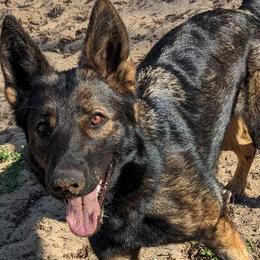 Cora - German Shepherd
