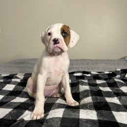 Female 1 - White female Boxer puppy in Prestonsburg, Kentucky from Bre’s Boxers