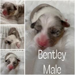 Bentley - Brindle merle and white male American Corgi puppy in Hico, Texas from Chisholm Trail Kennels