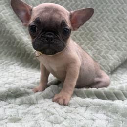 Girl 2 - Fawn female Companion Cross puppy in Ludowici, Georgia from Royal Destiny Kennels
