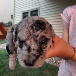 Girl 5 - Labradoodle puppy from Trinity Labradoodles